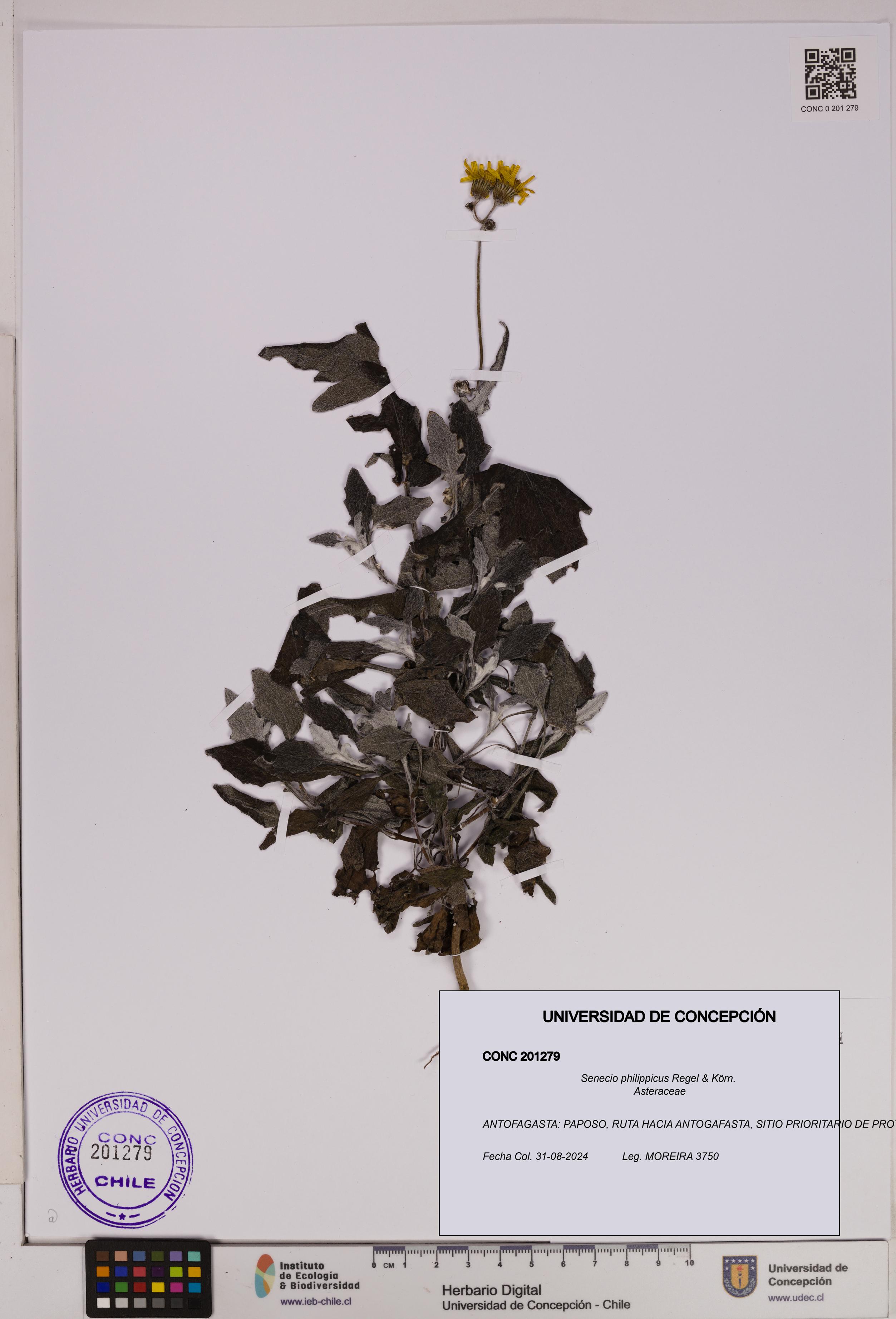 Senecio philippicus [Espécimen: UDEC:CONC:0201279]