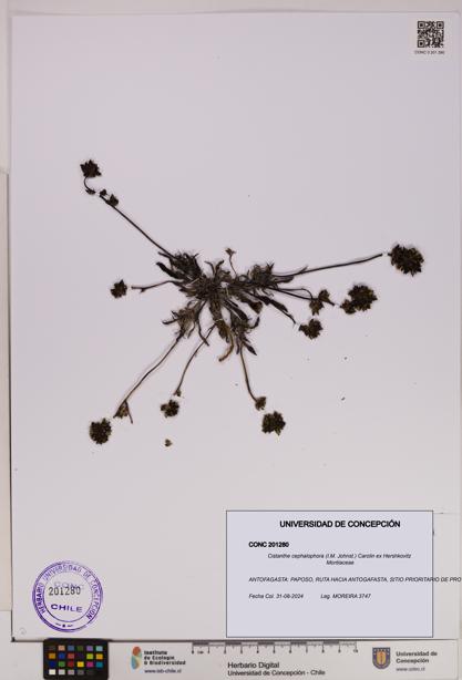 Cistanthe cephalophora [Espécimen: UDEC:CONC:0201280]