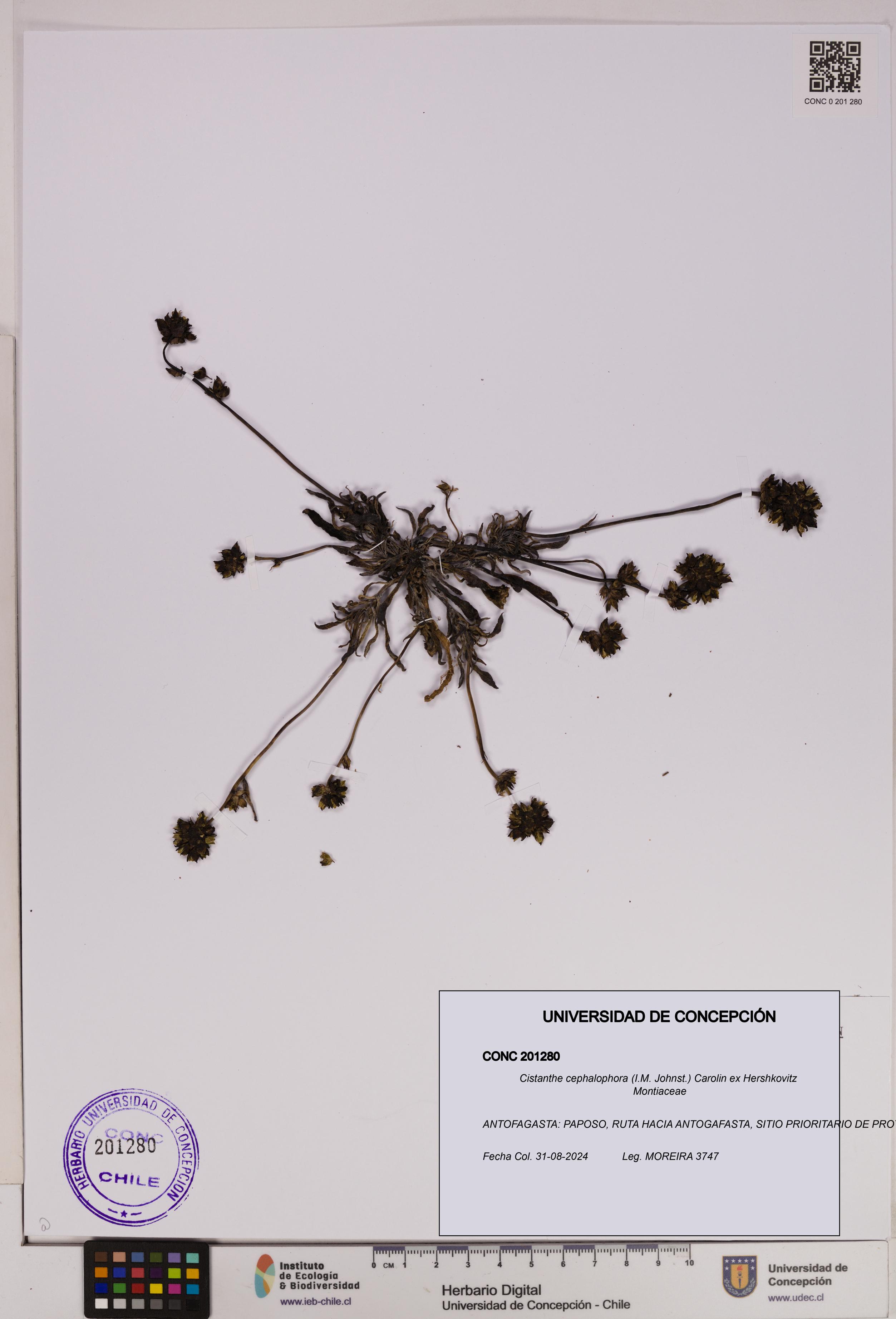 Cistanthe cephalophora [Espécimen: UDEC:CONC:0201280]