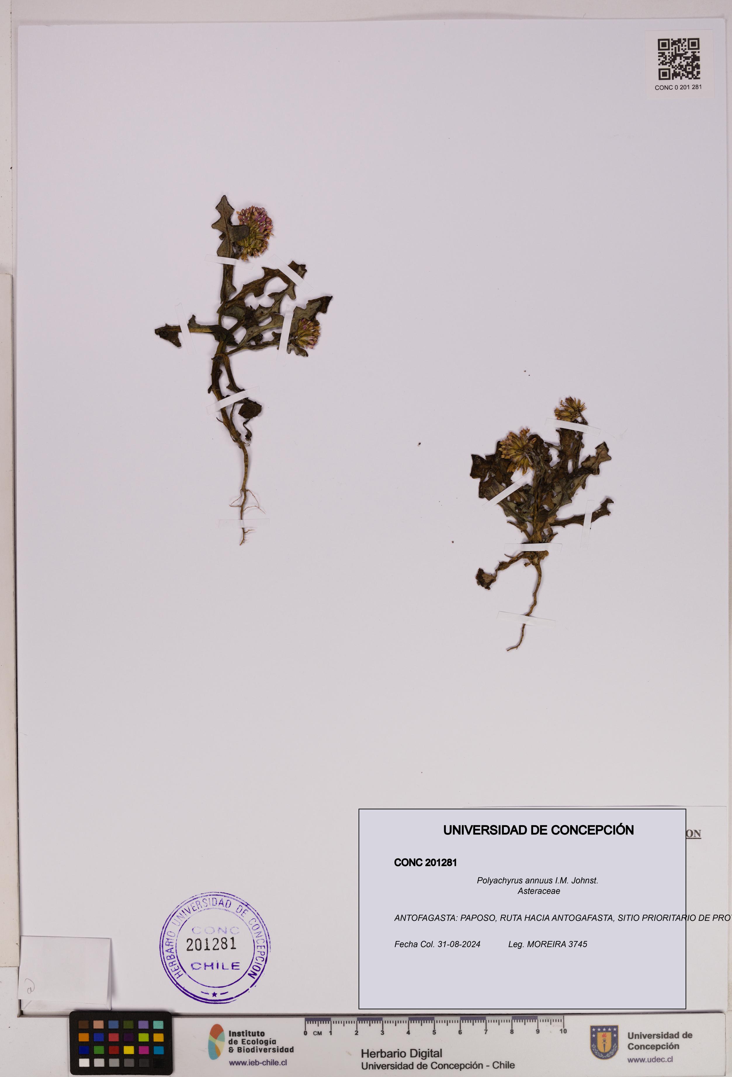 Polyachyrus annuus [Espécimen: UDEC:CONC:0201281]