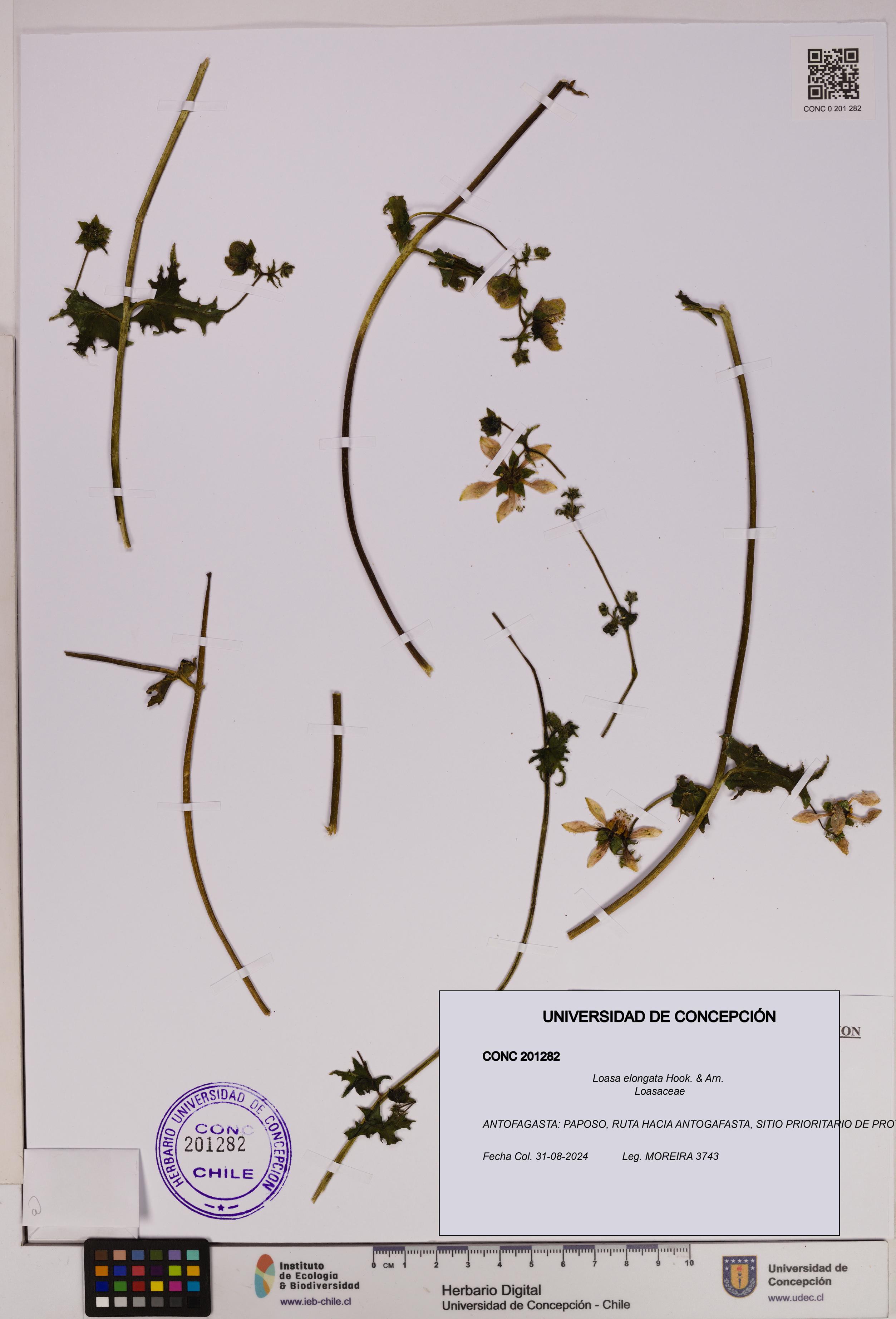 Loasa elongata [Espécimen: UDEC:CONC:0201282]