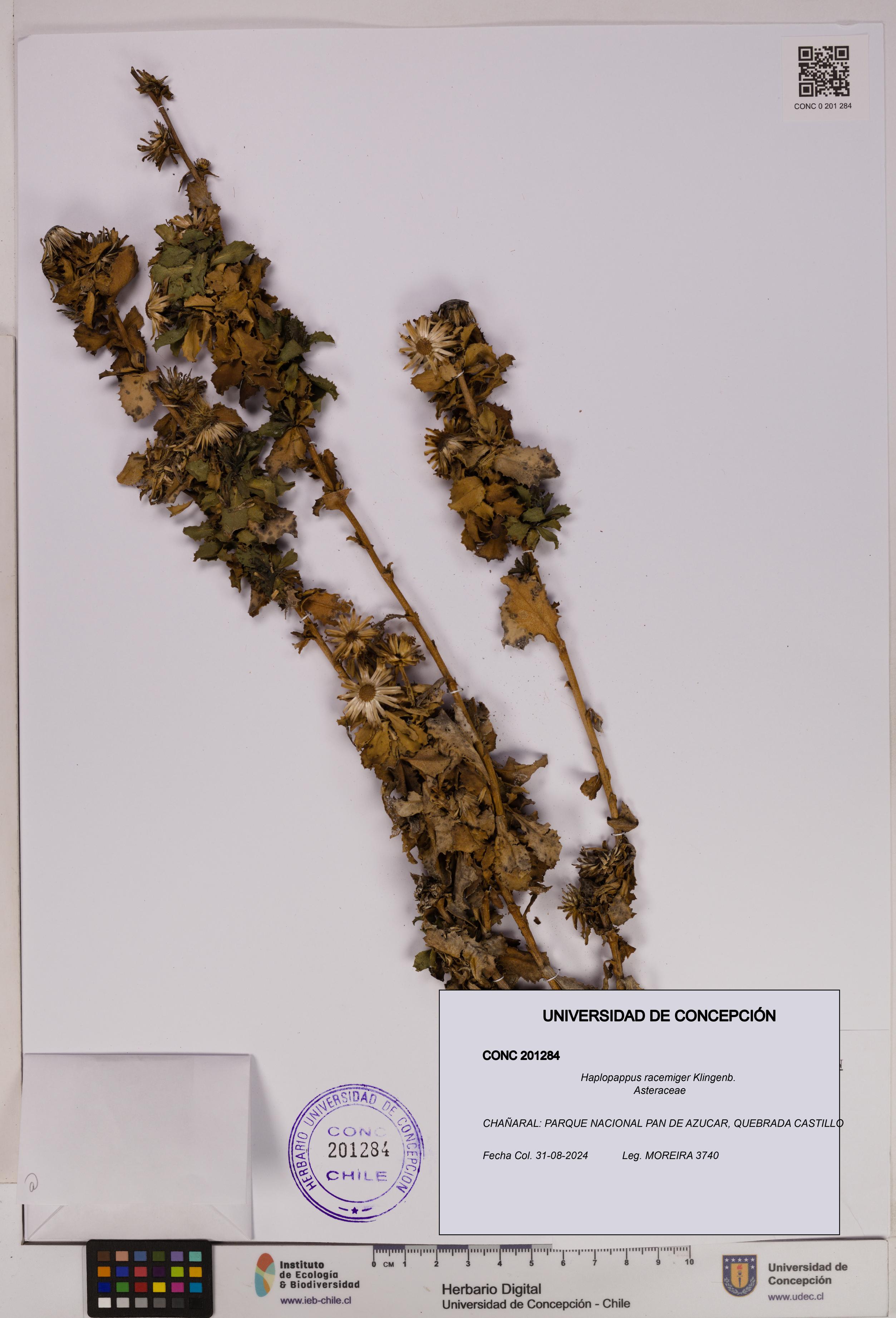 Haplopappus racemiger [Espécimen: UDEC:CONC:0201284]
