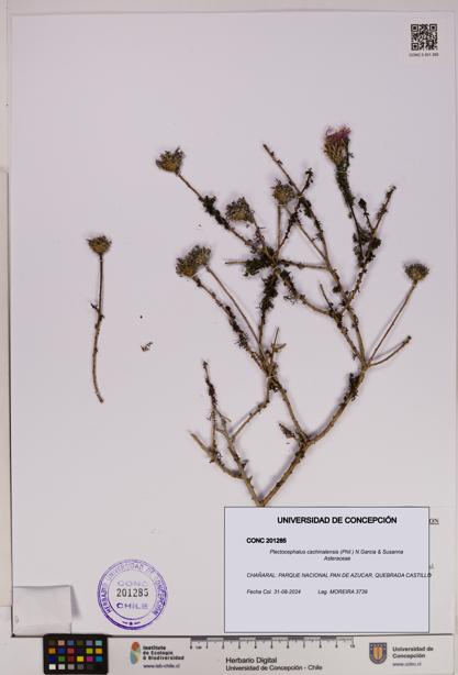 Plectocephalus cachinalensis [Espécimen: UDEC:CONC:0201285]