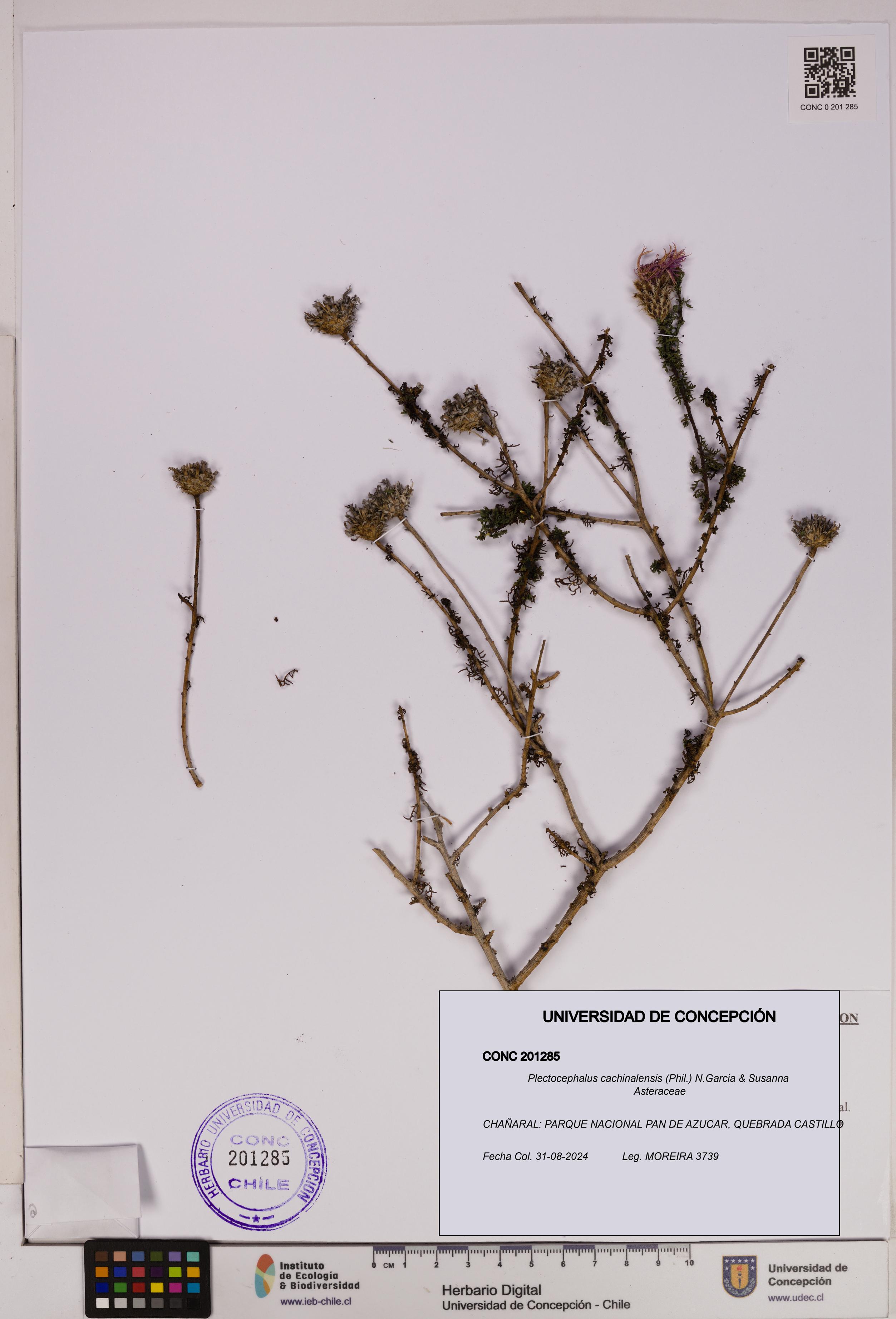 Plectocephalus cachinalensis [Espécimen: UDEC:CONC:0201285]
