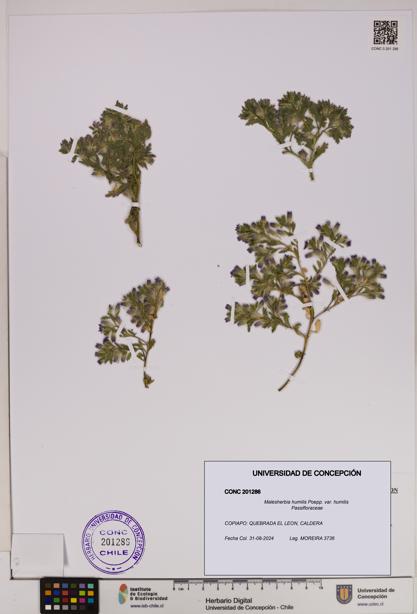 Malesherbia humilis var. humilis [Espécimen: UDEC:CONC:0201286]