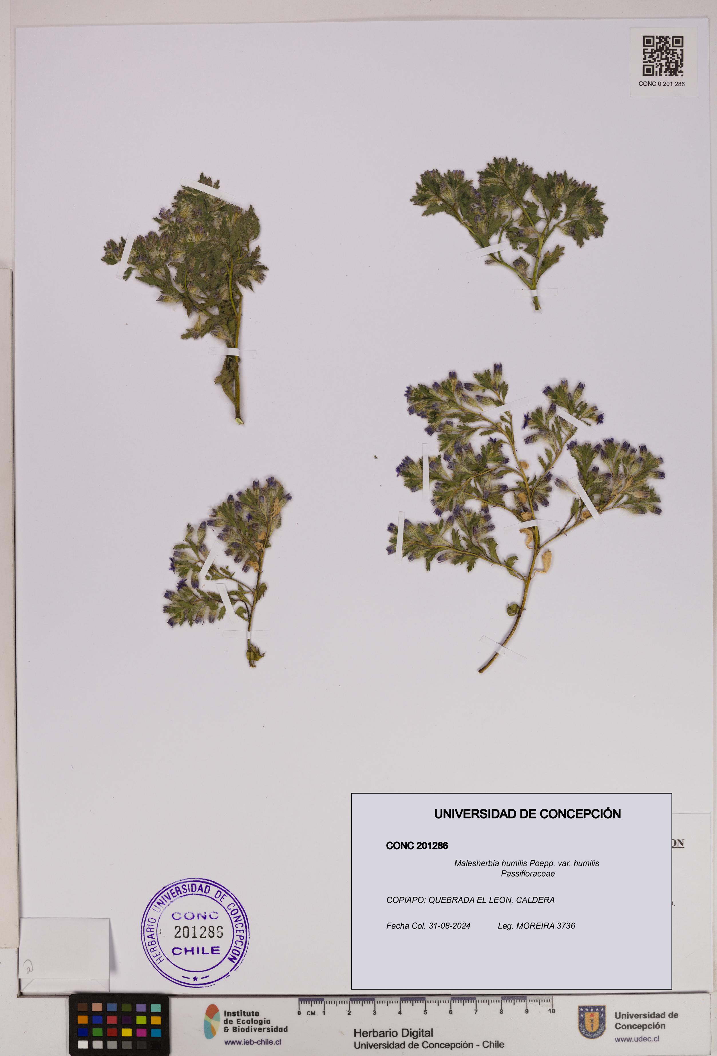 Malesherbia humilis var. humilis [Espécimen: UDEC:CONC:0201286]