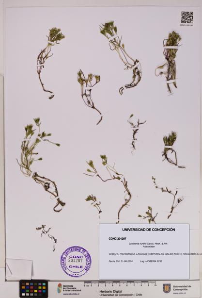 Lasthenia kunthii [Espécimen: UDEC:CONC:0201287]