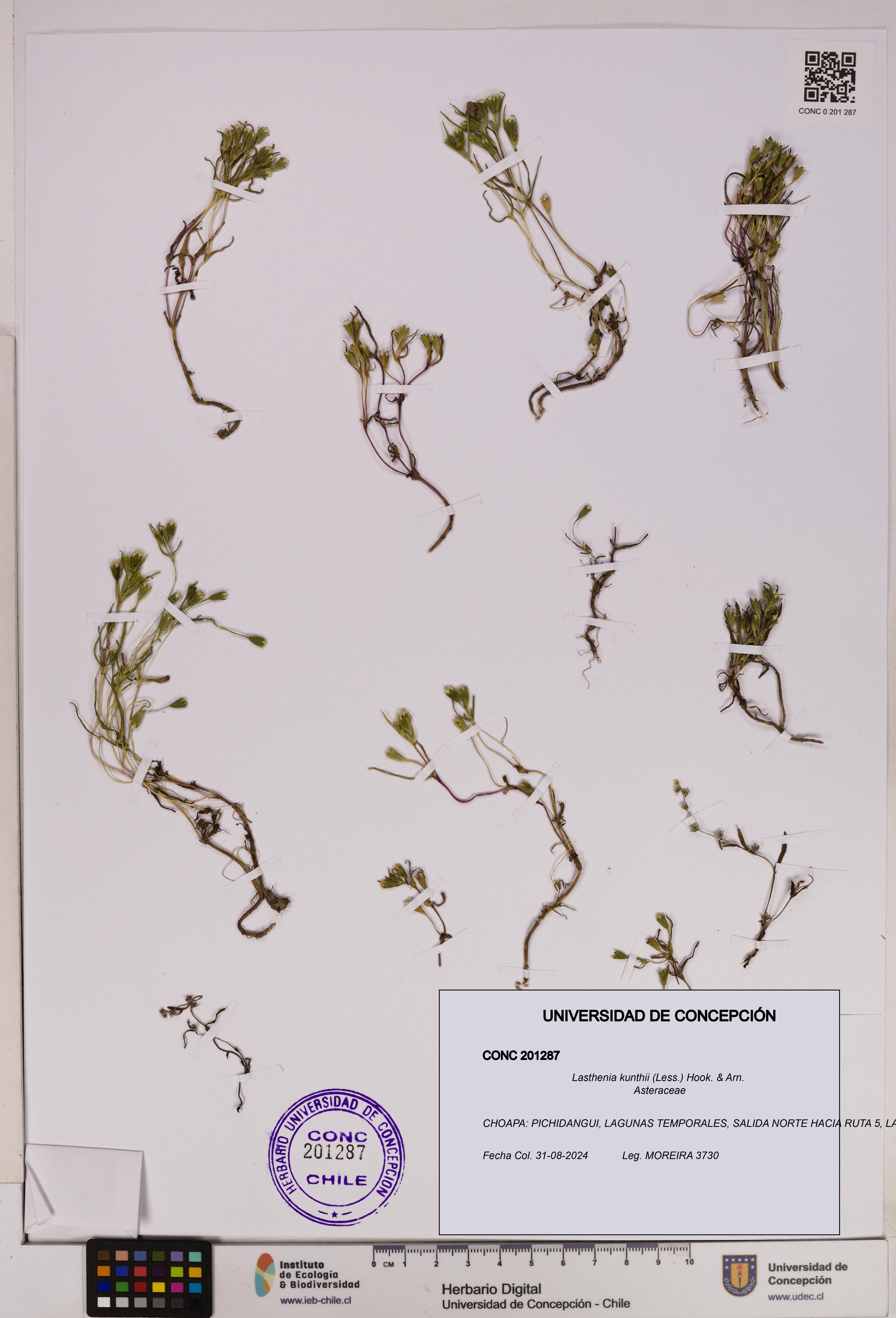 Lasthenia kunthii [Espécimen: UDEC:CONC:0201287]