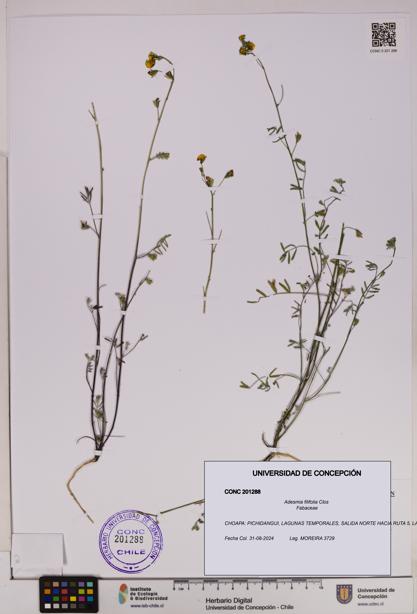 Adesmia filifolia [Espécimen: UDEC:CONC:0201288]