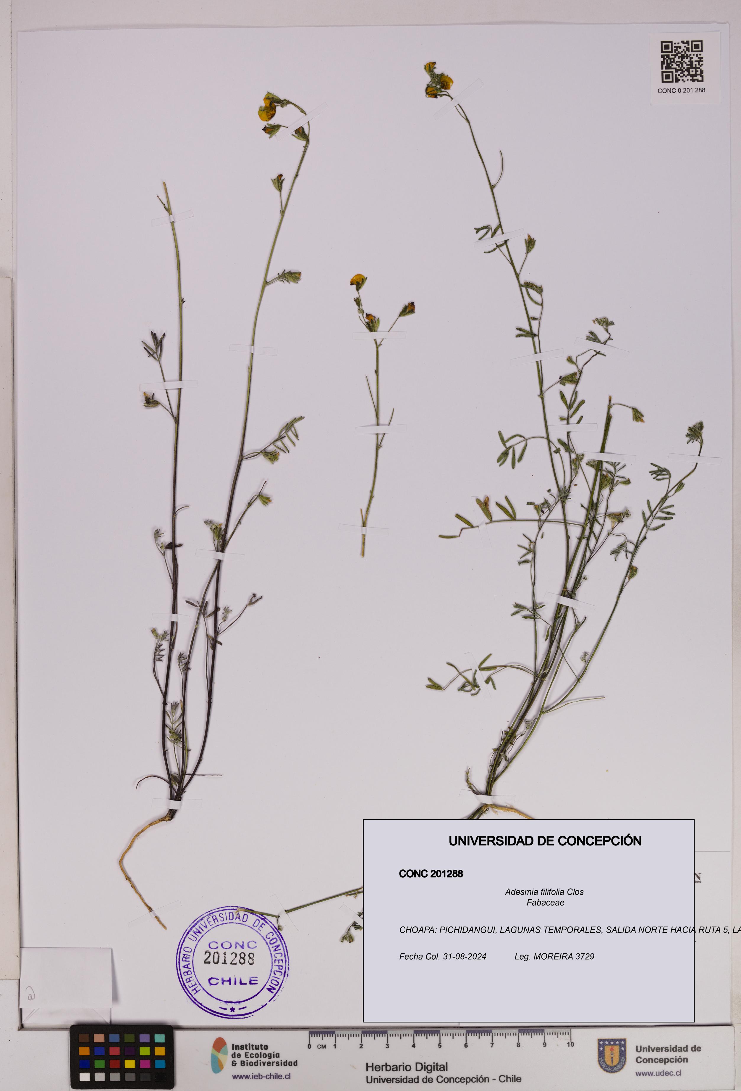 Adesmia filifolia [Espécimen: UDEC:CONC:0201288]