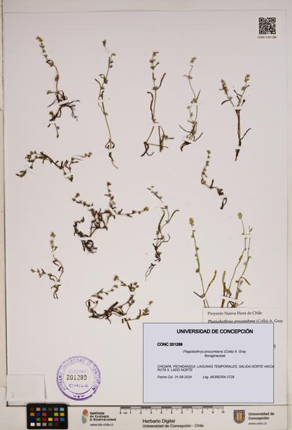 Plagiobothrys procumbens [Espécimen: ]