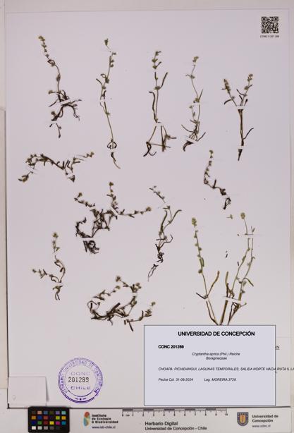 Cryptantha aprica [Espécimen: UDEC:CONC:0201289]