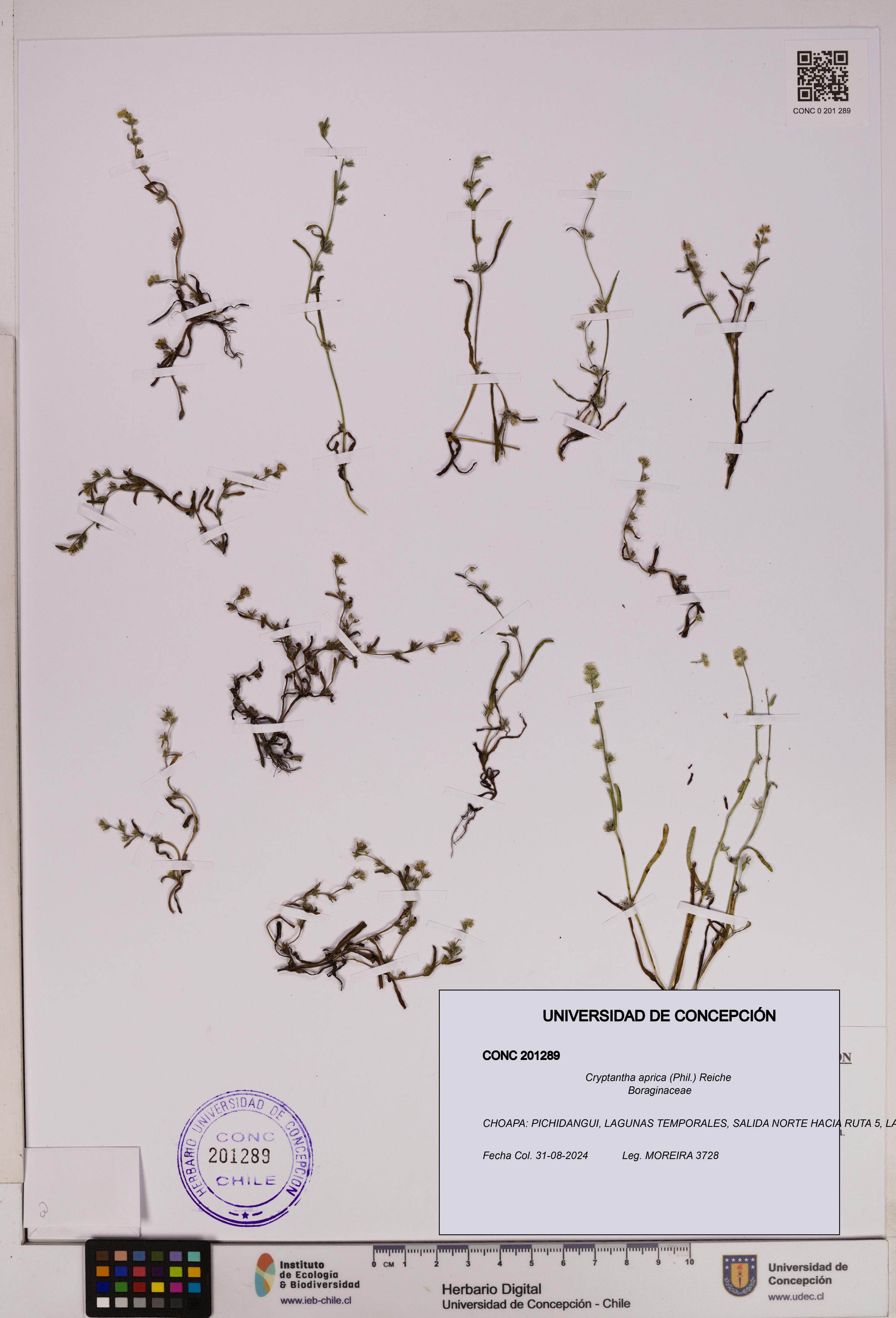 Cryptantha aprica [Espécimen: UDEC:CONC:0201289]