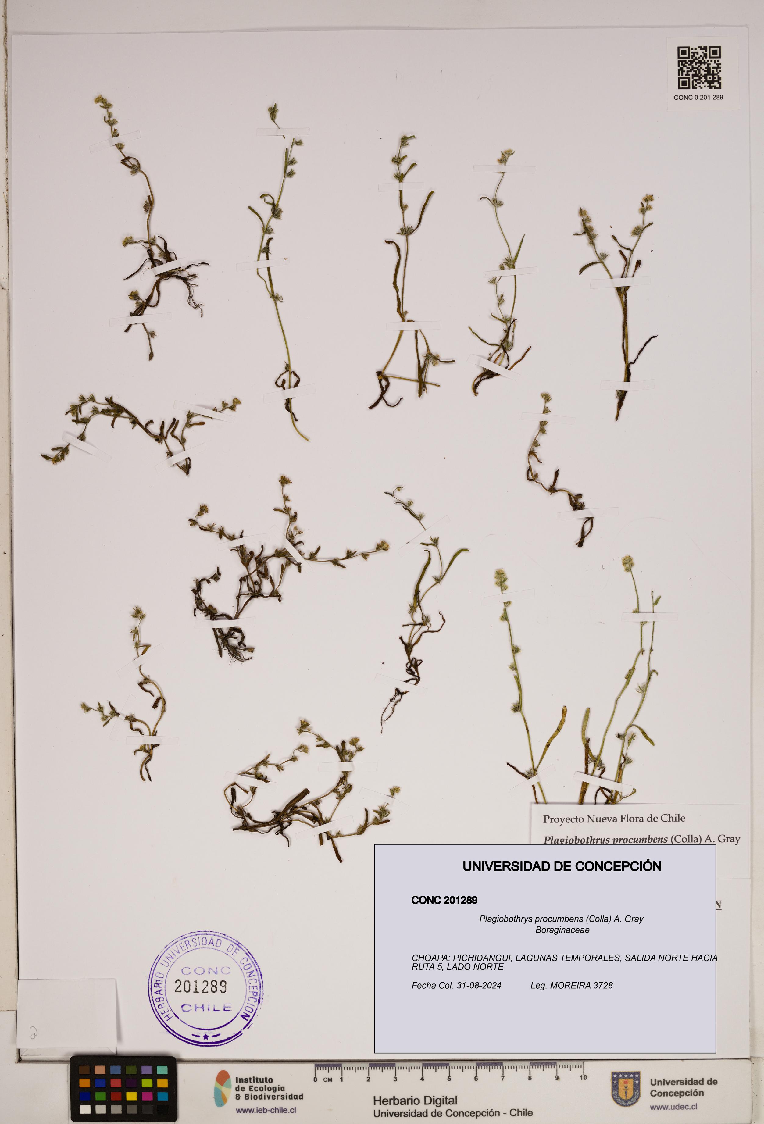 Plagiobothrys procumbens [Espécimen: ]