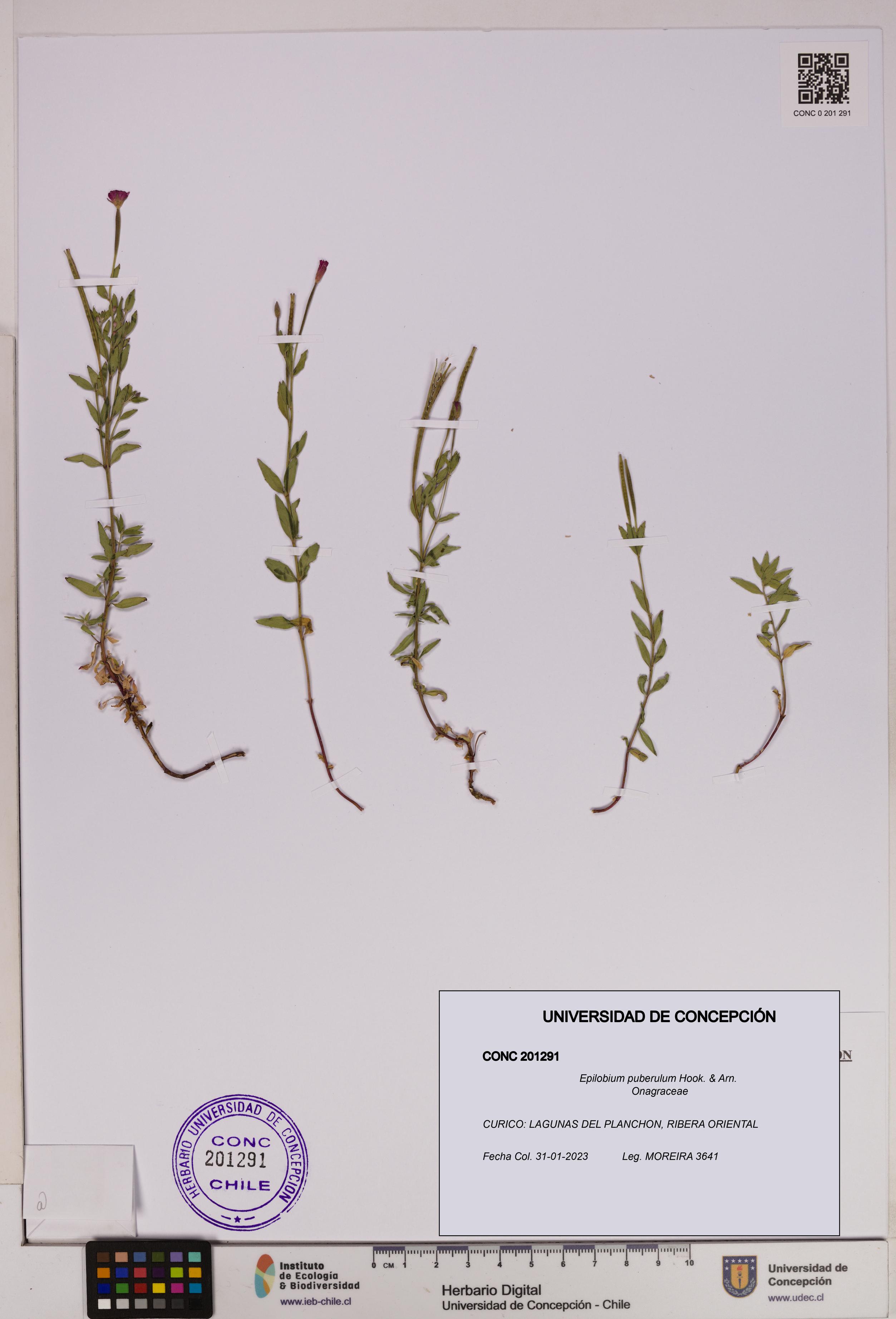 Epilobium puberulum [Espécimen: UDEC:CONC:0201291]