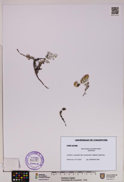 Gamochaeta serpyllifolia [Espécimen: UDEC:CONC:0201292]