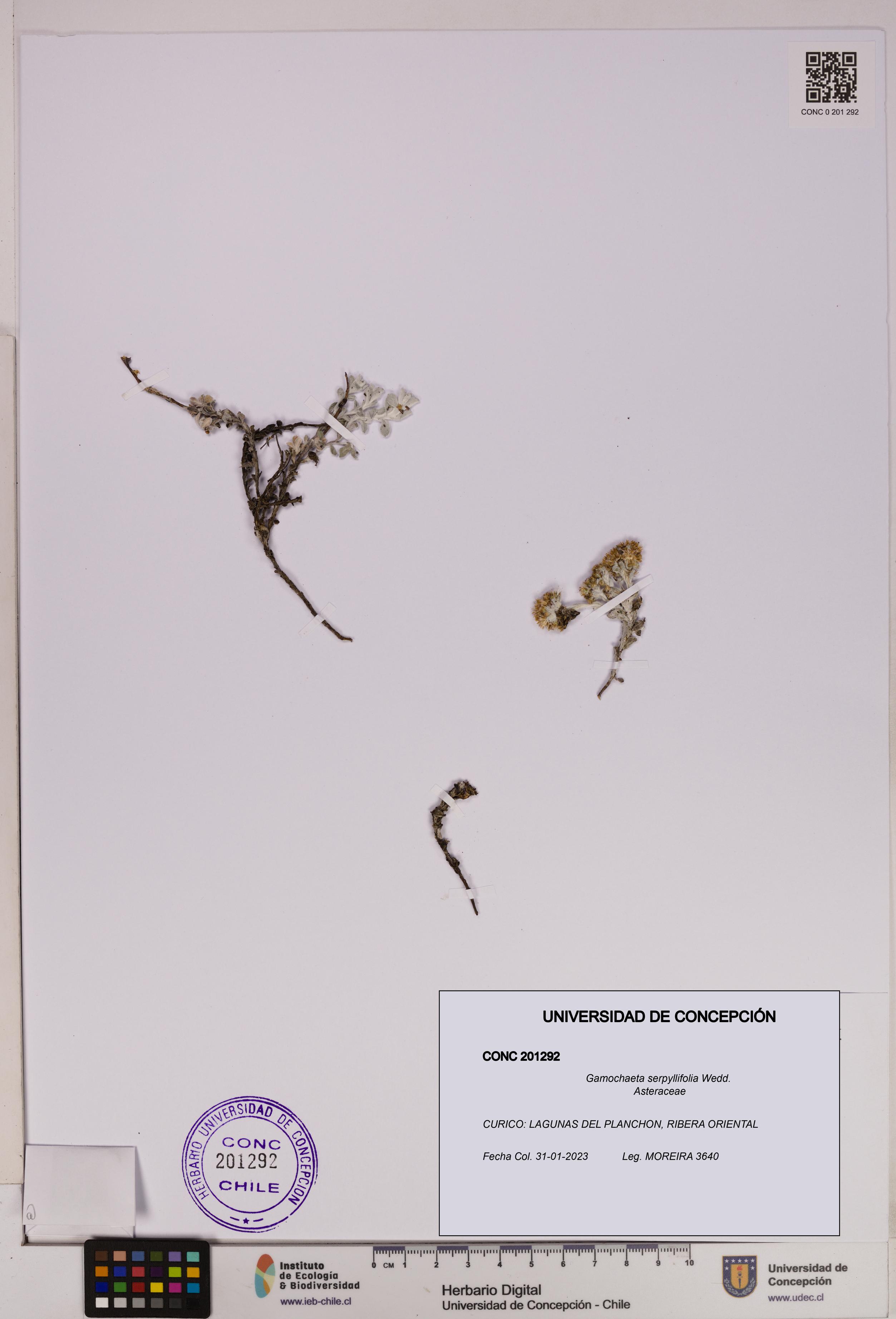 Gamochaeta serpyllifolia [Espécimen: UDEC:CONC:0201292]