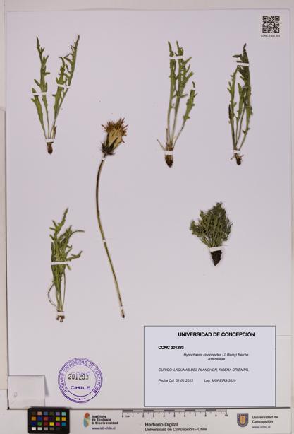 Hypochaeris clarionoides [Espécimen: UDEC:CONC:0201293]