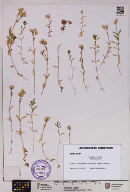 Cerastium arvense [Espécimen: UDEC:CONC:0201294]