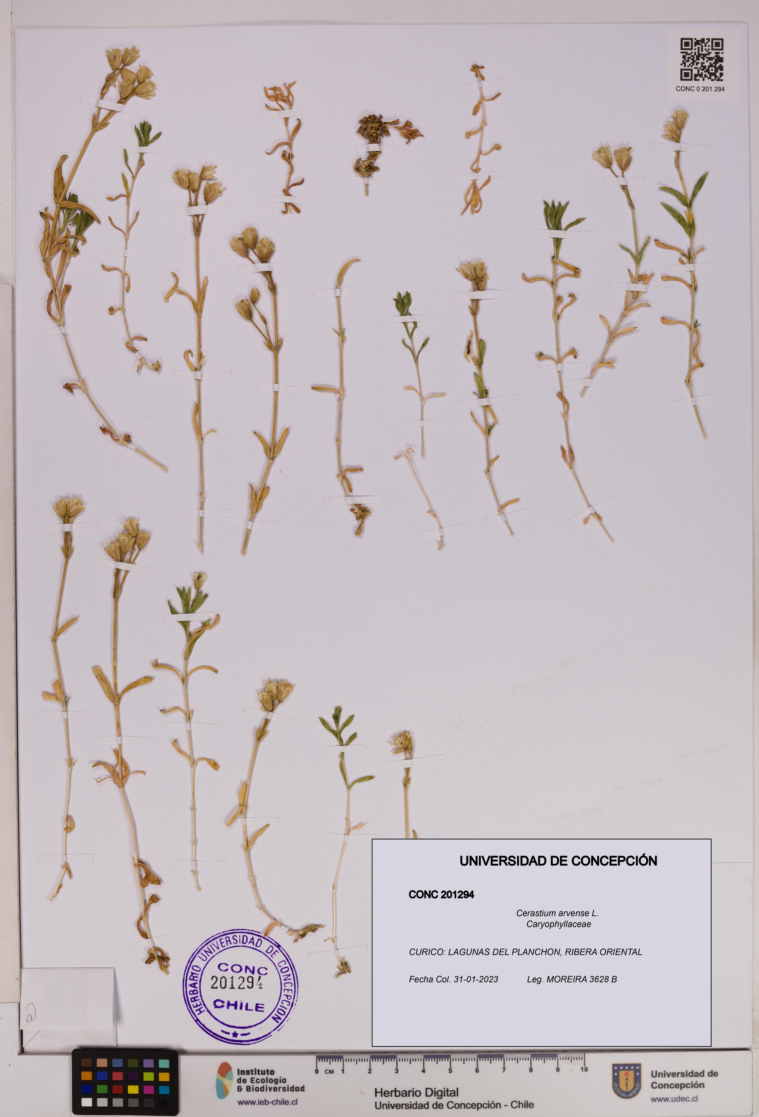 Cerastium arvense [Espécimen: UDEC:CONC:0201294]