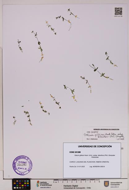 Galium gilliesii subsp. telanthos [Espécimen: UDEC:CONC:0201295]