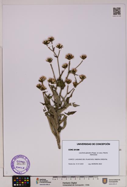 Leucheria glacialis [Espécimen: UDEC:CONC:0201296]