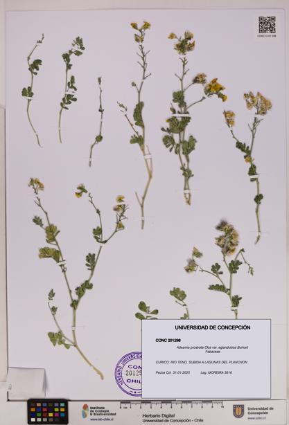 Adesmia prostrata var. eglandulosa [Espécimen: UDEC:CONC:0201298]