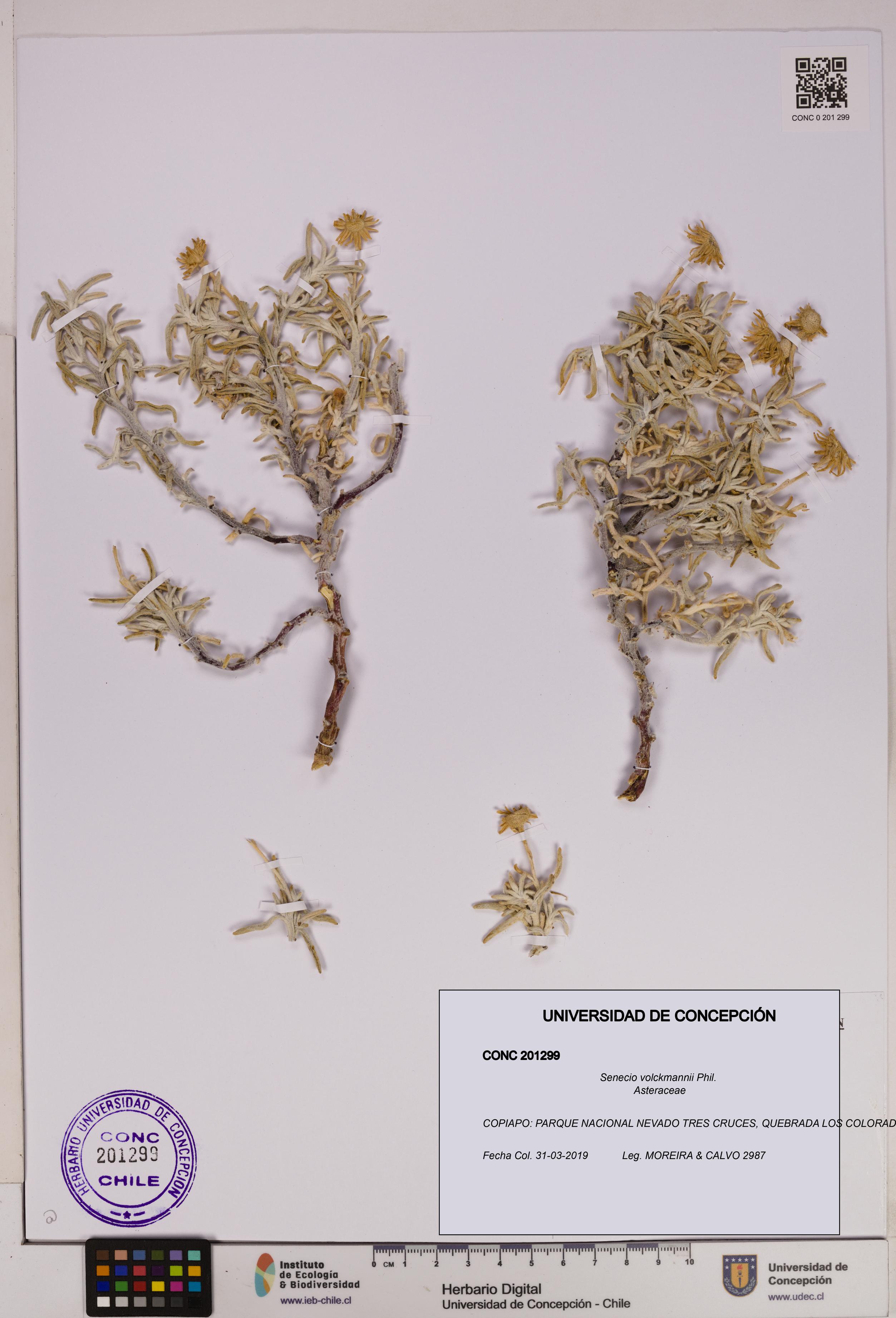 Senecio volckmannii [Espécimen: UDEC:CONC:0201299]
