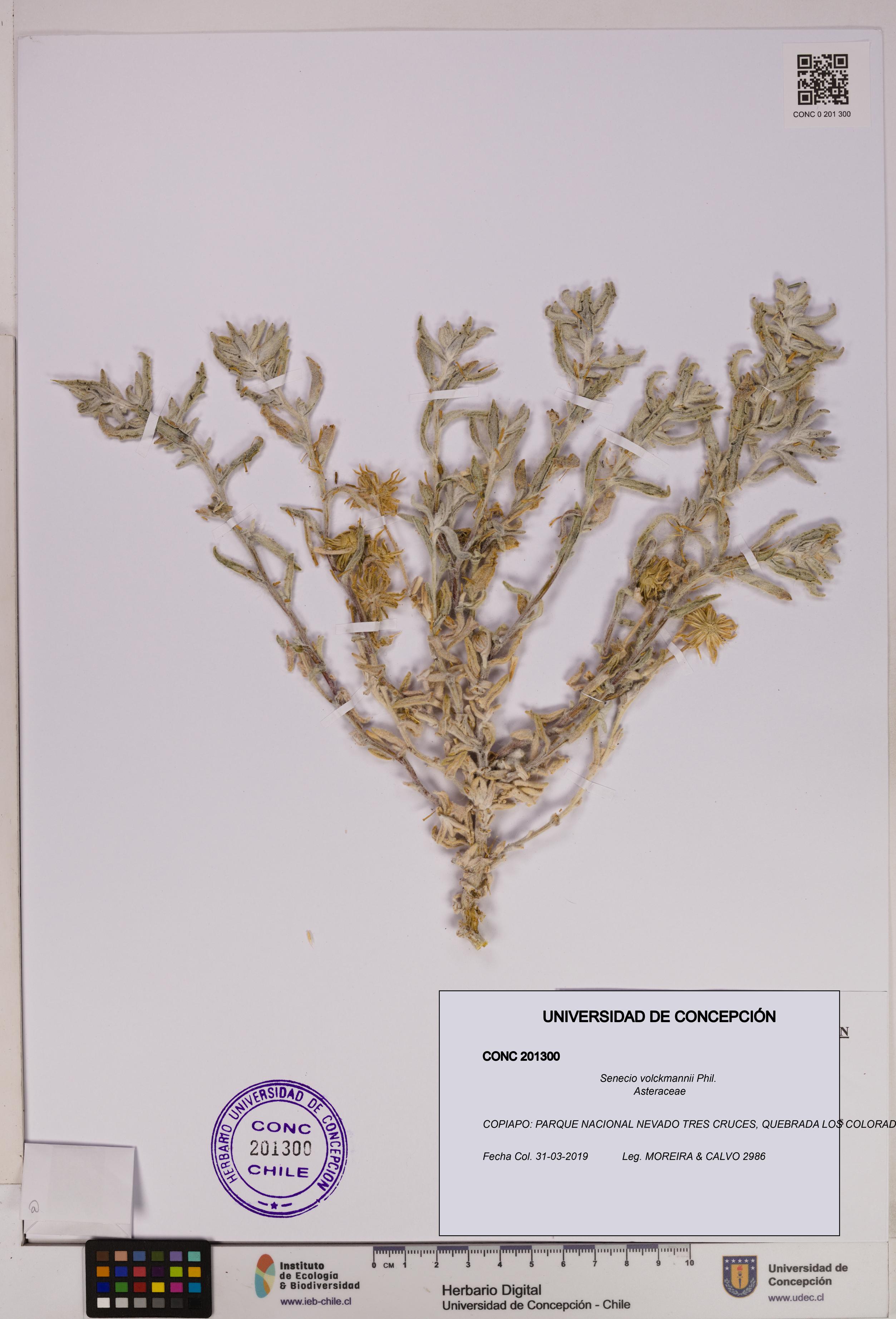 Senecio volckmannii [Espécimen: UDEC:CONC:0201300]