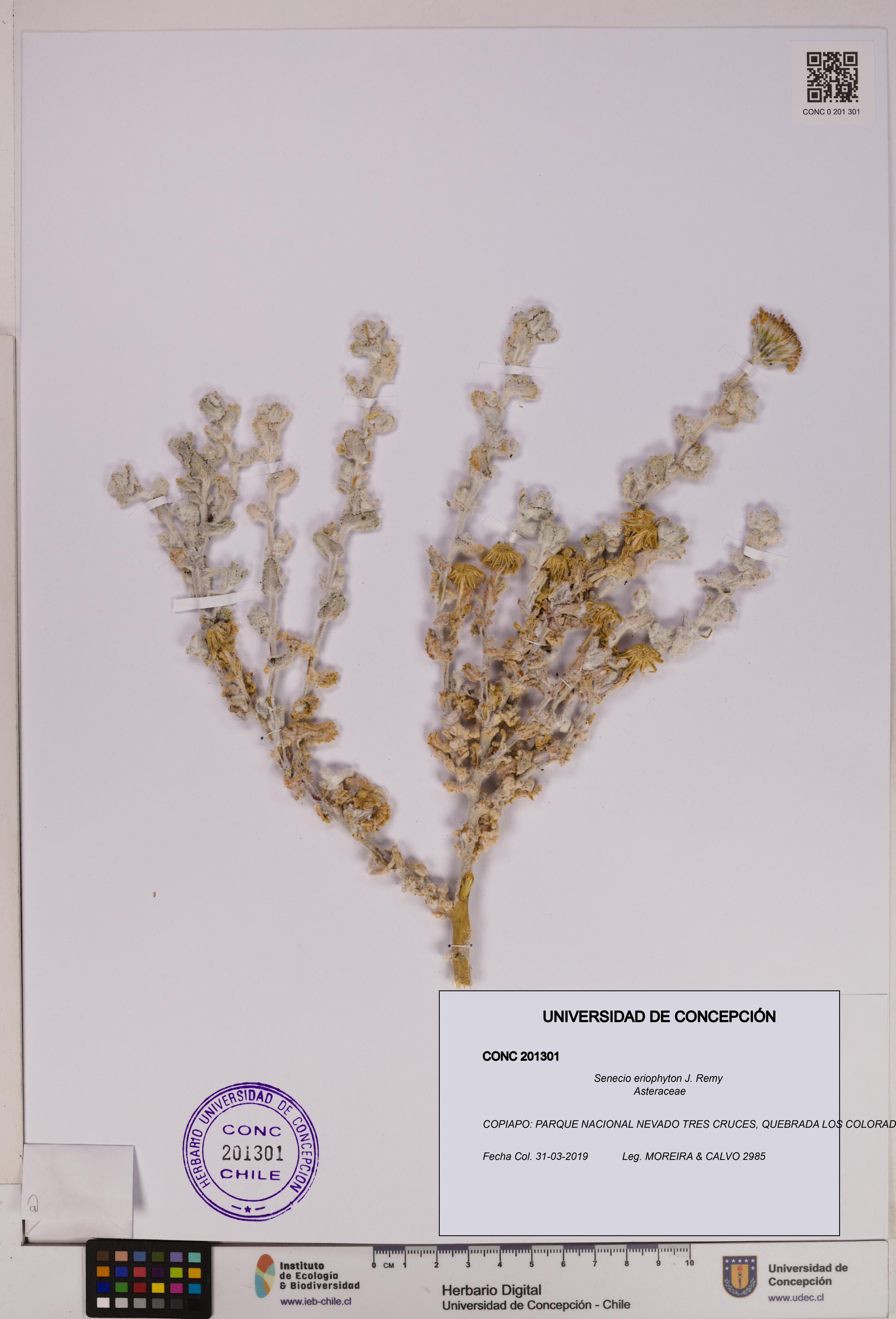 Senecio eriophyton [Espécimen: UDEC:CONC:0201301]