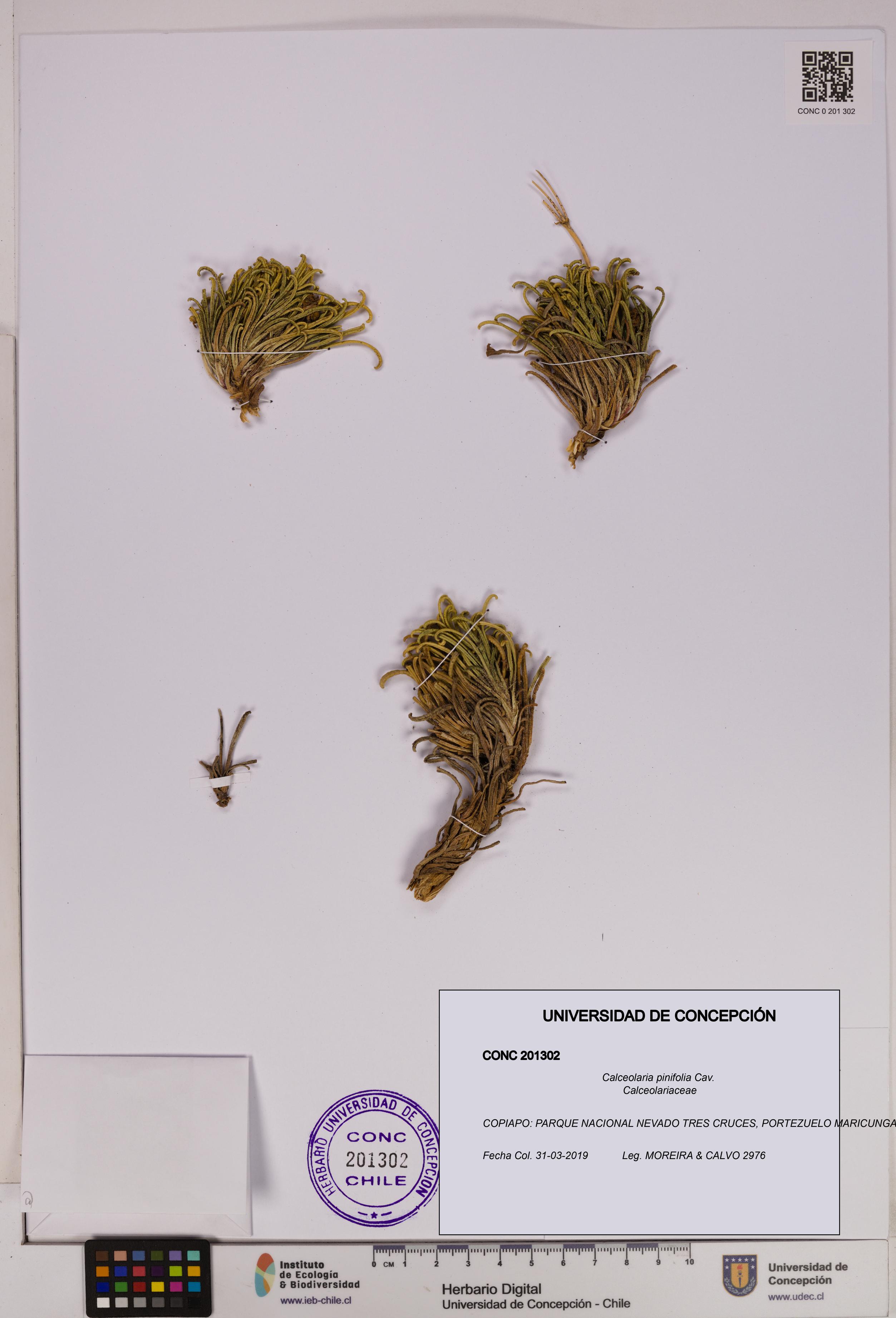 Calceolaria pinifolia [Espécimen: UDEC:CONC:0201302]