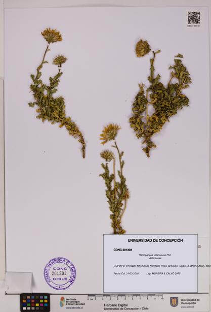 Haplopappus villanuevae [Espécimen: UDEC:CONC:0201303]