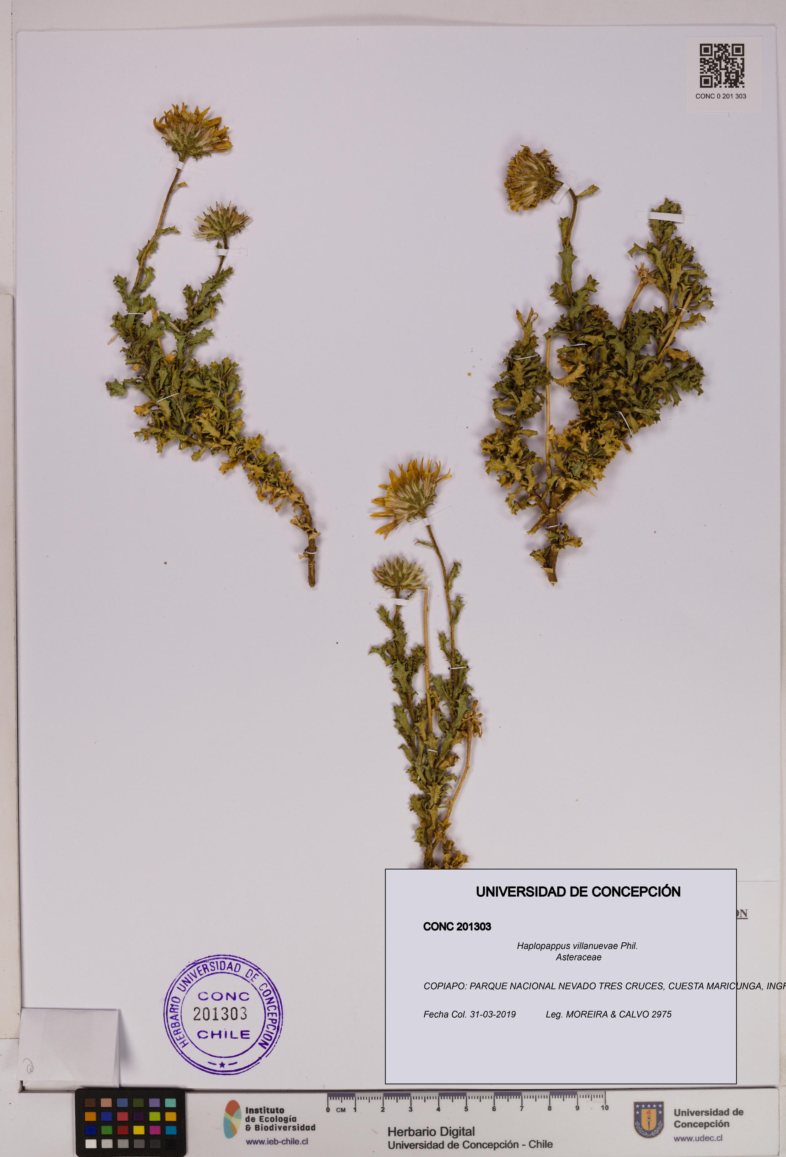 Haplopappus villanuevae [Espécimen: UDEC:CONC:0201303]