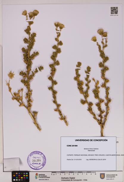 Senecio hirtus [Espécimen: UDEC:CONC:0201304]