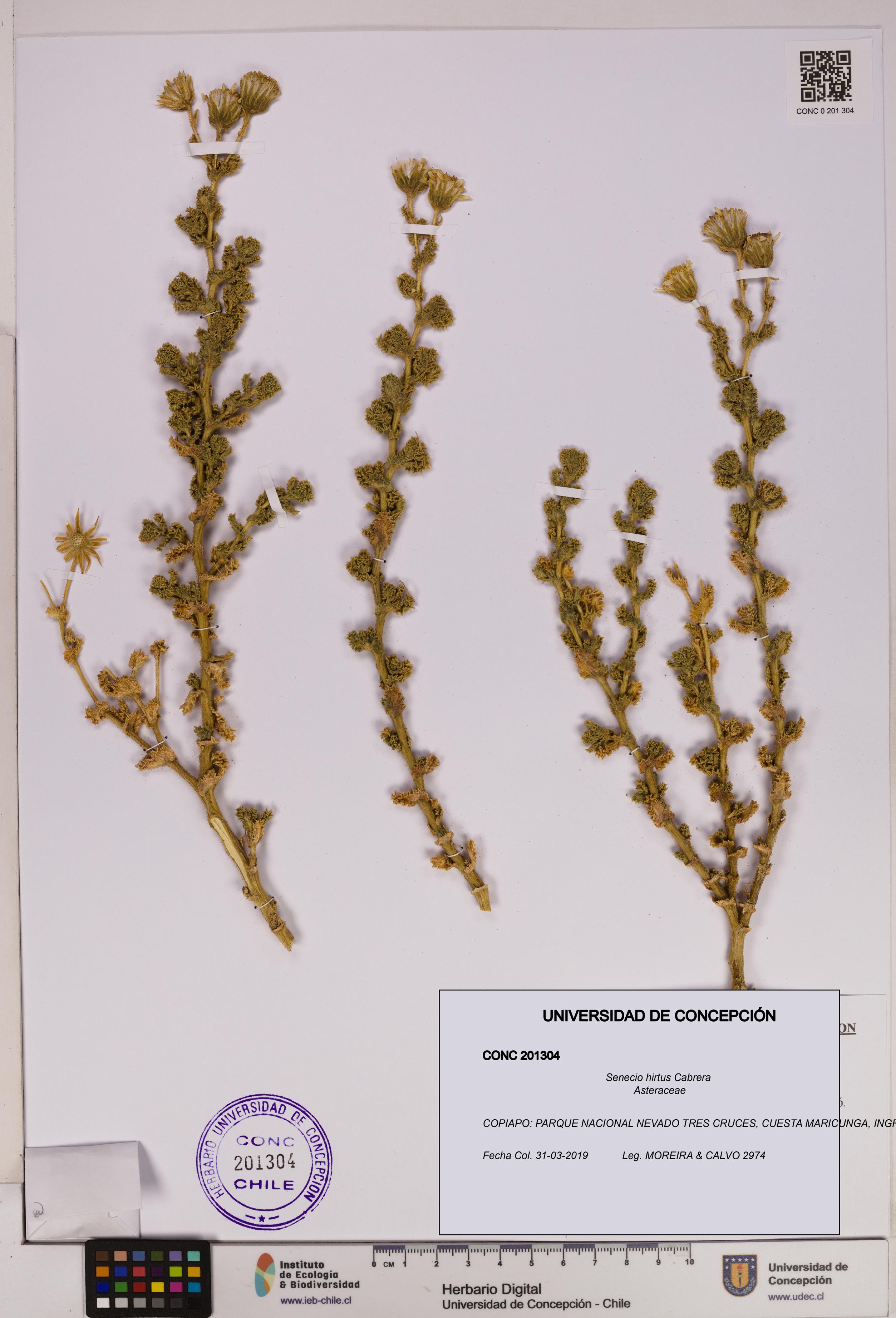 Senecio hirtus [Espécimen: UDEC:CONC:0201304]