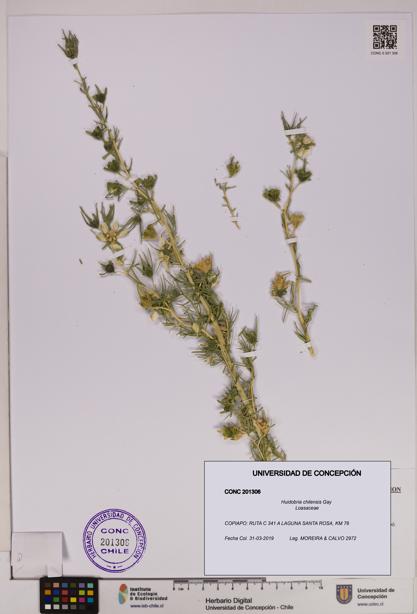 Huidobria chilensis [Espécimen: UDEC:CONC:0201306]