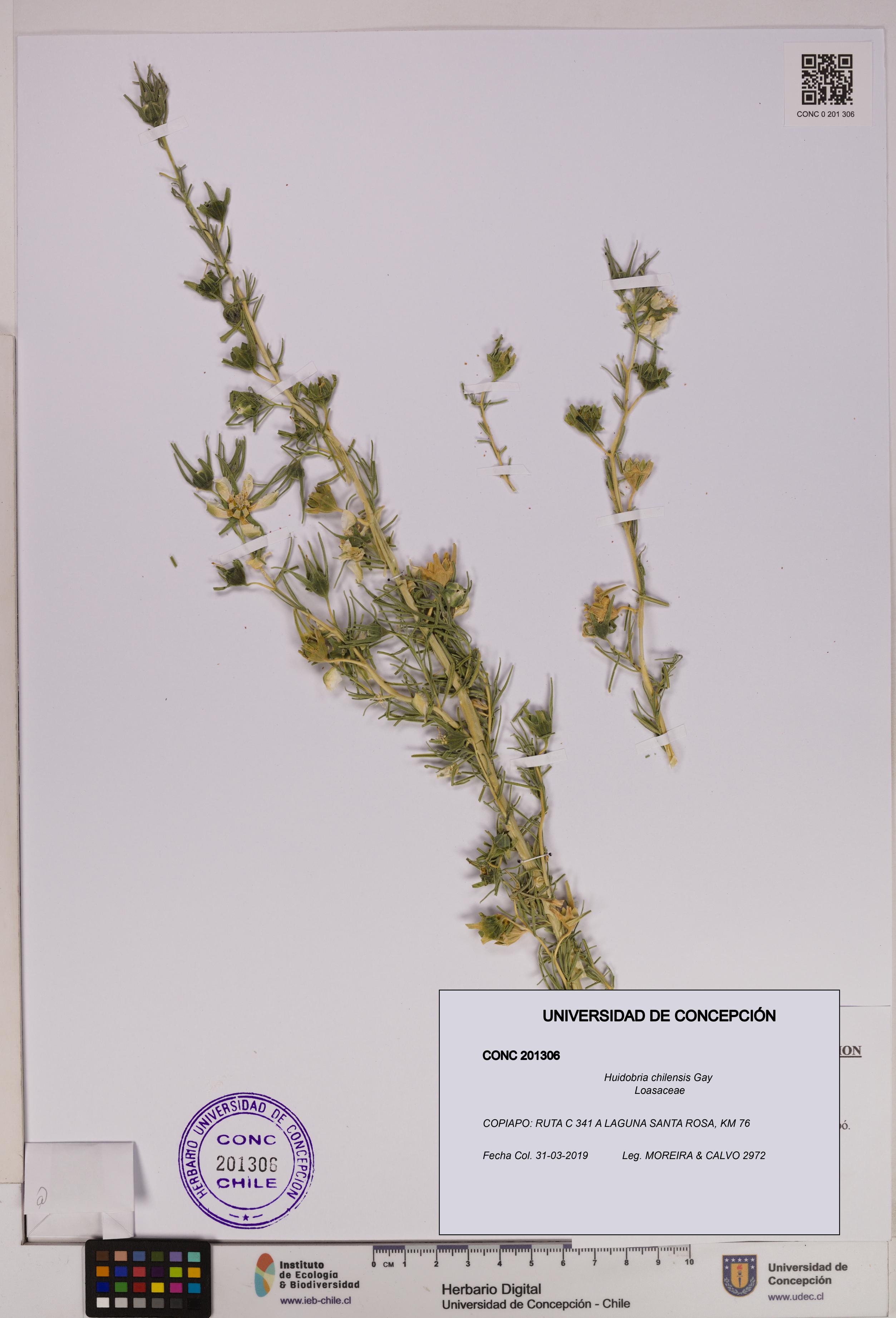 Huidobria chilensis [Espécimen: UDEC:CONC:0201306]