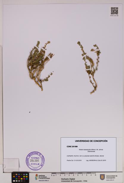 Nolana leptophylla [Espécimen: UDEC:CONC:0201308]
