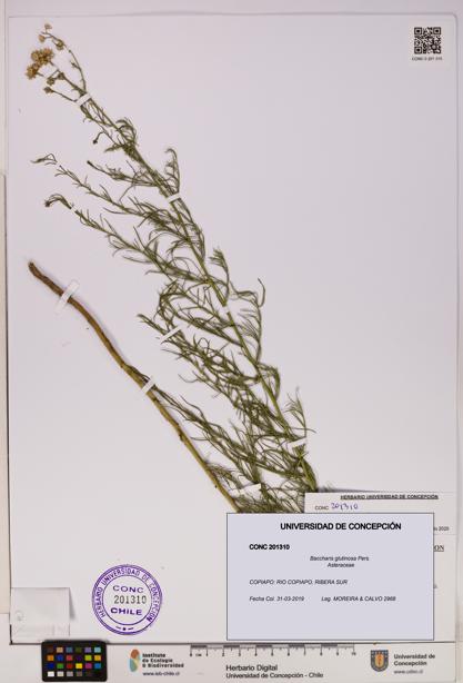 Baccharis glutinosa [Espécimen: UDEC:CONC:0201310]