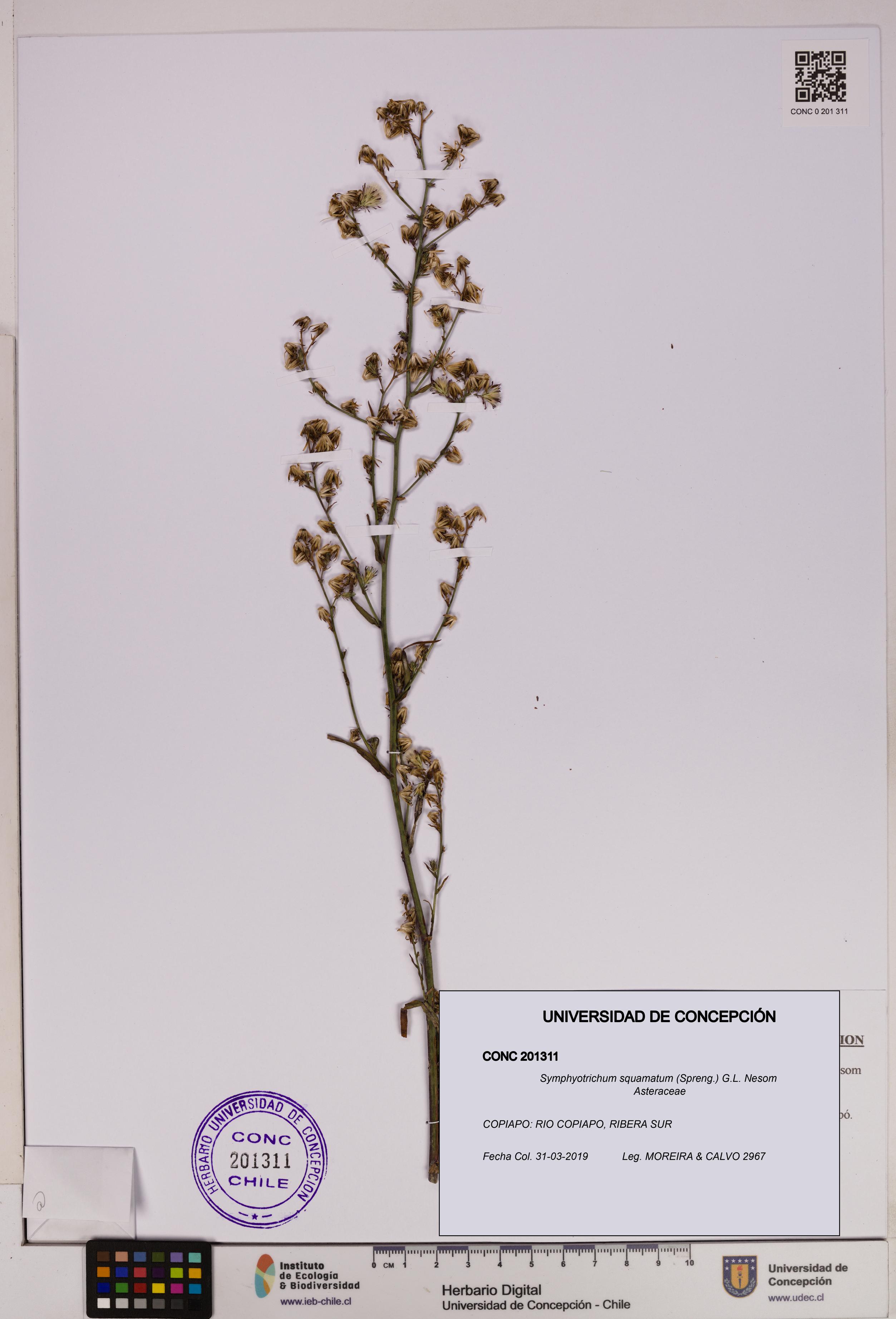 Symphyotrichum squamatum [Espécimen: UDEC:CONC:0201311]