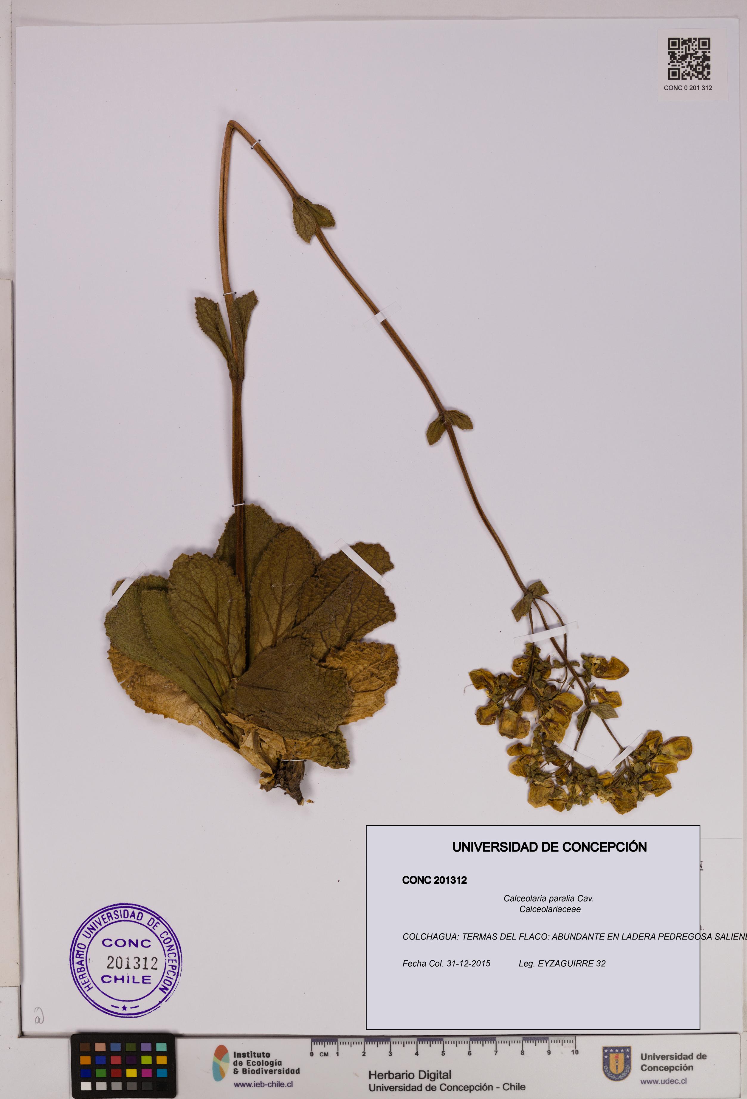 Calceolaria paralia [Espécimen: UDEC:CONC:0201312]