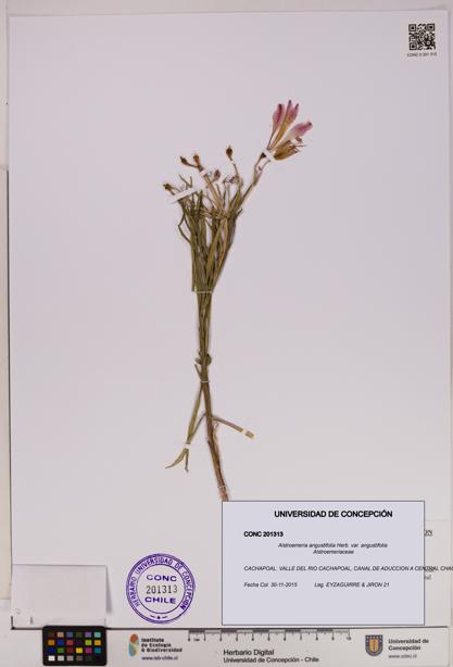 Alstroemeria angustifolia var. angustifolia [Espécimen: UDEC:CONC:0201313]