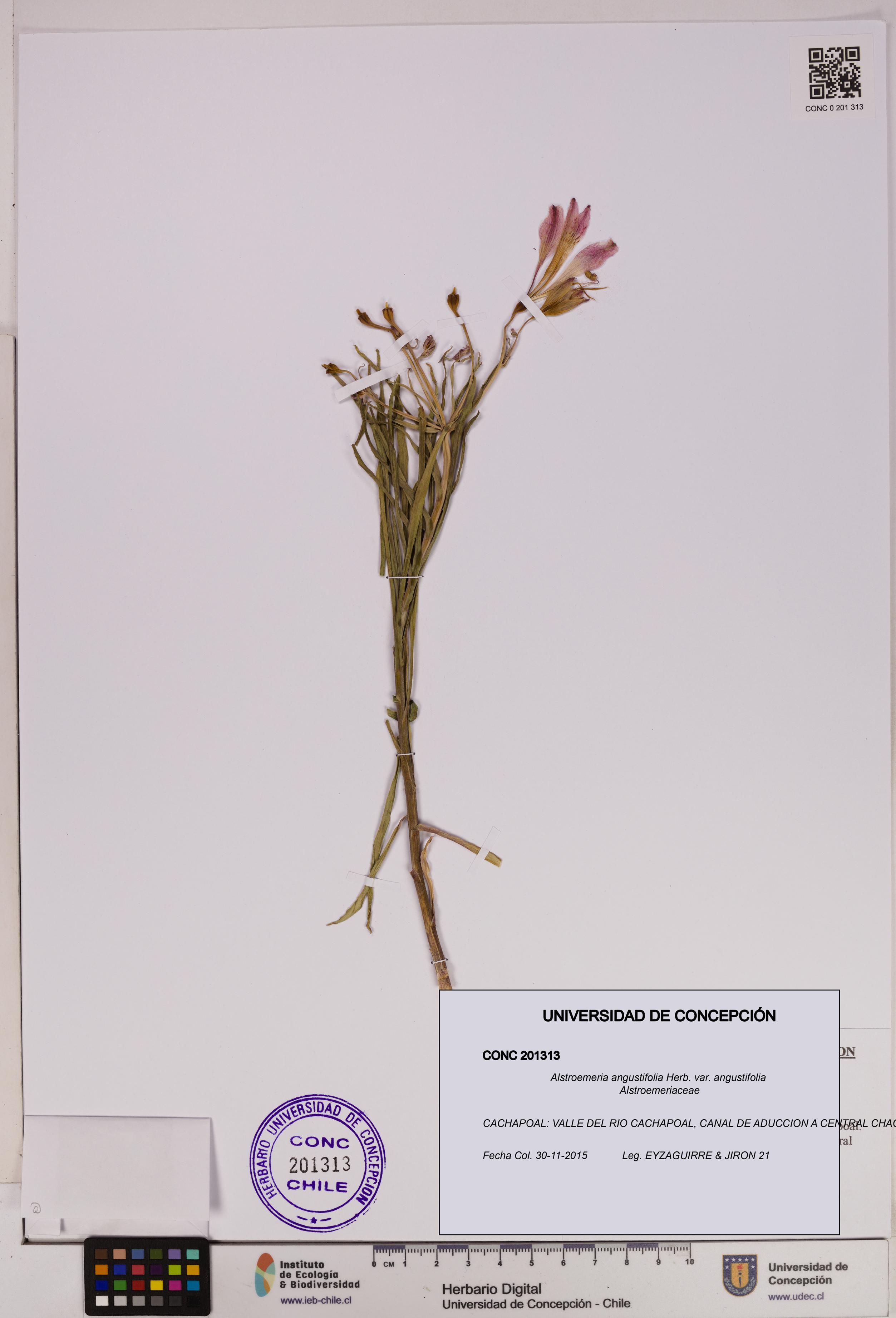 Alstroemeria angustifolia var. angustifolia [Espécimen: UDEC:CONC:0201313]