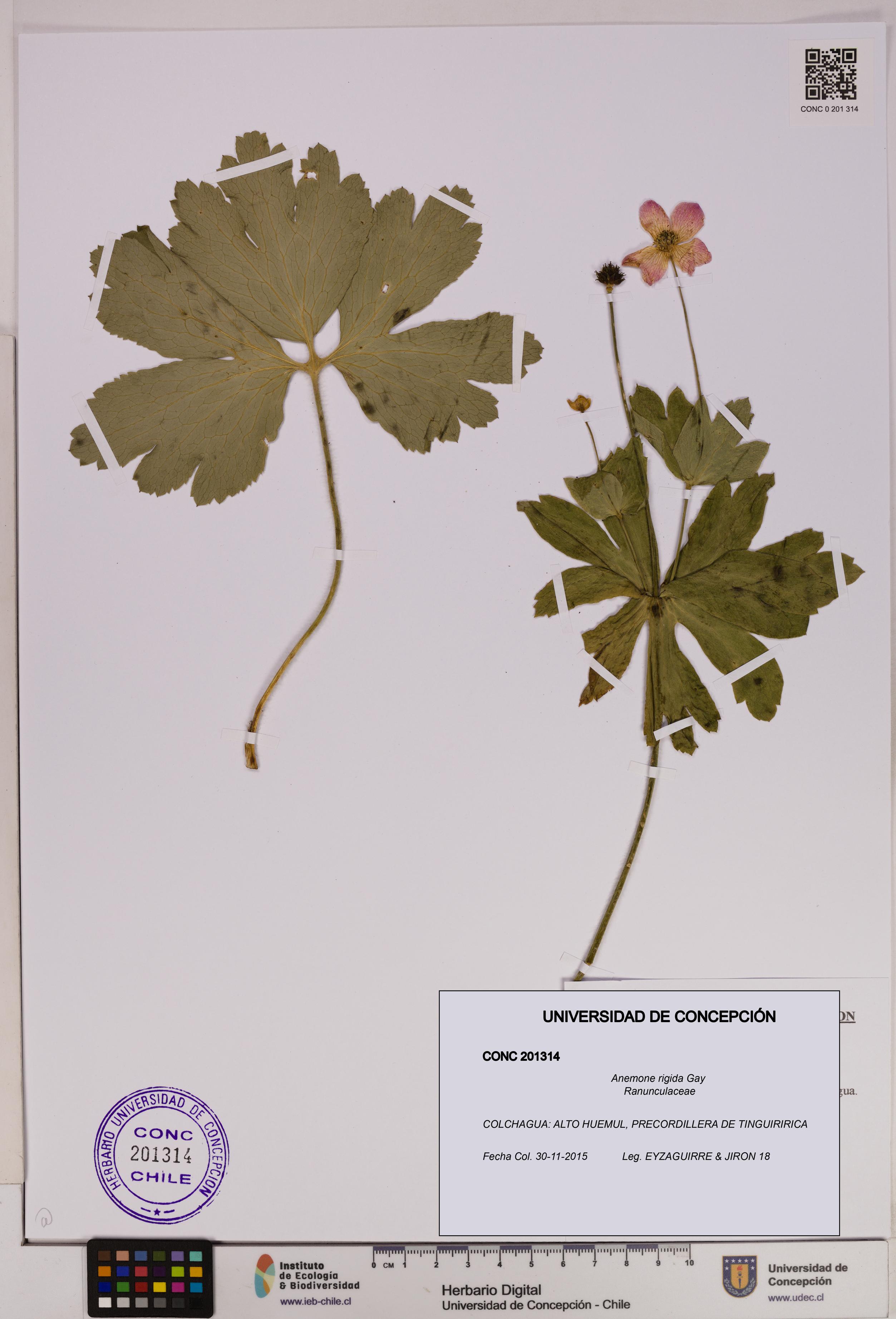 Anemone rigida [Espécimen: UDEC:CONC:0201314]