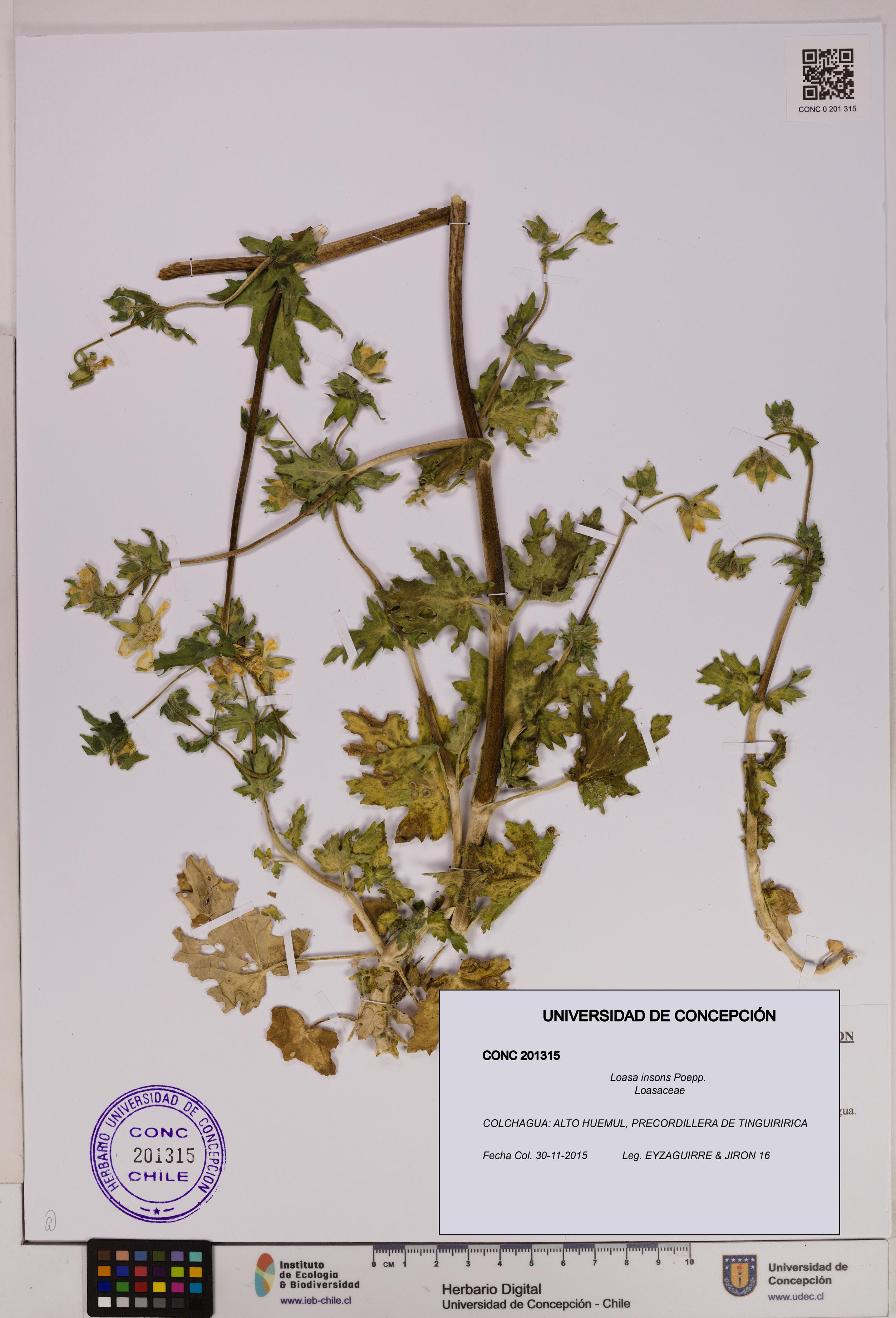 Loasa insons [Espécimen: UDEC:CONC:0201315]