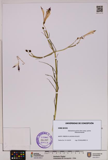 Alstroemeria pulchra subsp. pulchra [Espécimen: UDEC:CONC:0201316]