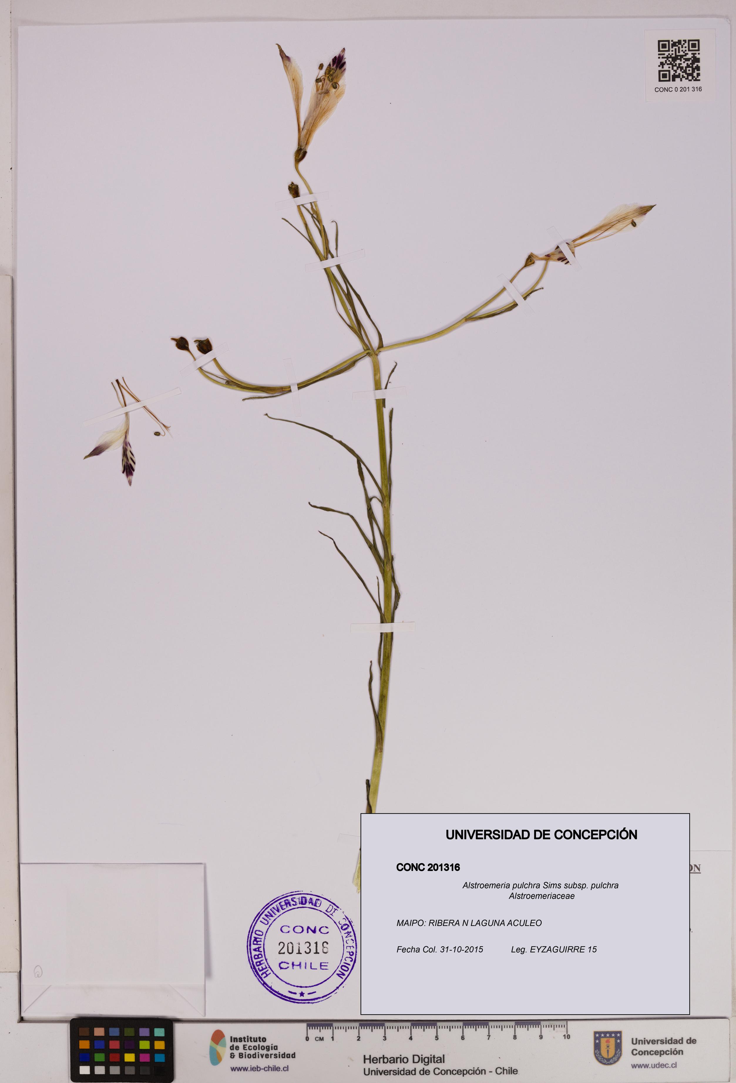 Alstroemeria pulchra subsp. pulchra [Espécimen: UDEC:CONC:0201316]