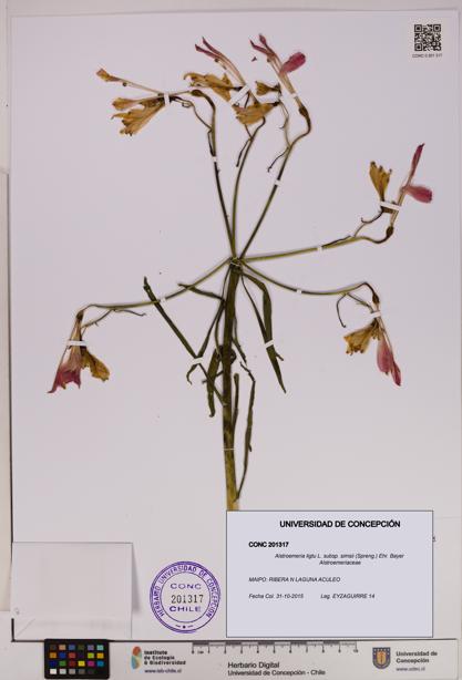 Alstroemeria ligtu subsp. simsii [Espécimen: UDEC:CONC:0201317]