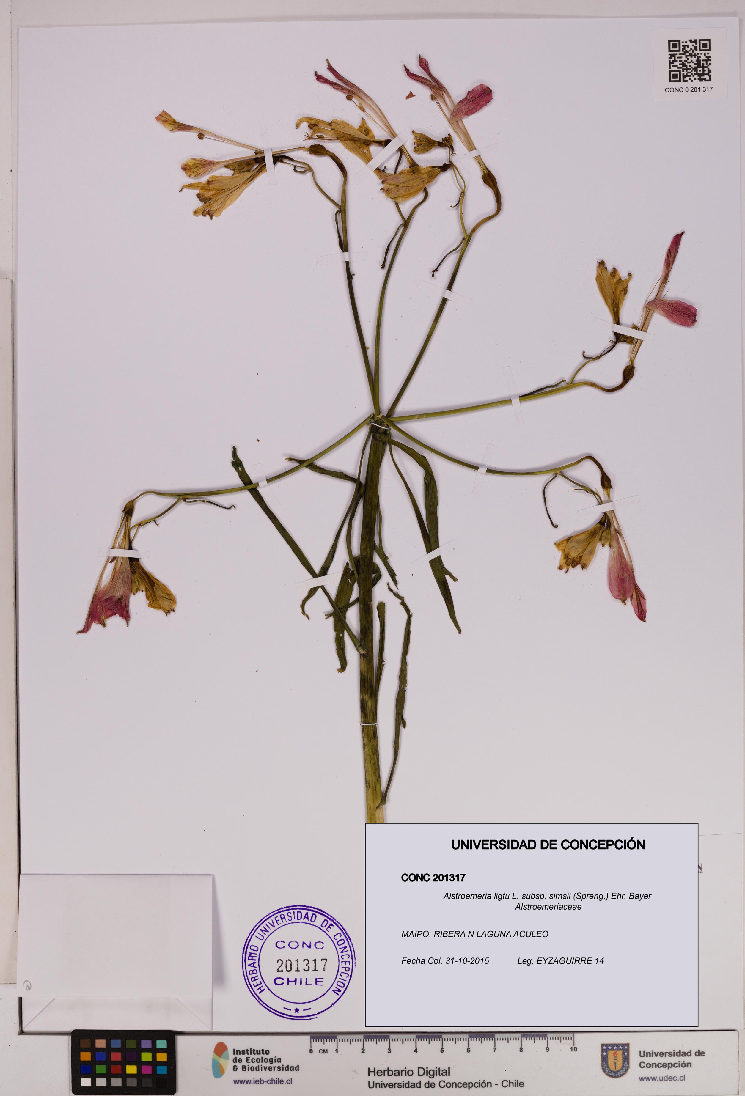 Alstroemeria ligtu subsp. simsii [Espécimen: UDEC:CONC:0201317]