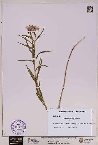 Alstroemeria revoluta [Espécimen: UDEC:CONC:0201318]